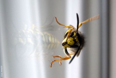 The companion Today, I had some company at the office - maybe someone to talk to would have been nice...
It's a German wasp, you can tell it by the characteristic three black dots on the head! Geotagged,Germany,Macro,Vespula germanica,insect
