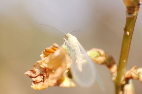 Transparency Unfortunately, I have no idea what kind of insect (fly?) this is, but seeing these light, indeed transparent wings, I couldn't resist taking this photo... Chrysoperla carnea,Insect,Macro