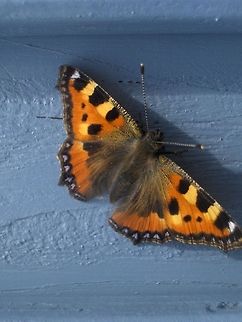 My name is Grace This Small tortoiseshell's latin name "Aglais" derives from the name of one of the antique greek godesses of charm and grace! Aglais urticae,Butterfly,Europe,Geotagged,Germany,Insects,Small Tortoiseshell