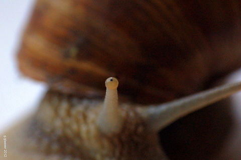 Here's looking at you This snail had found its way into my kitchen - modeling for some macro shots was the price it had to pay before being released in my garden...
This is the eye of a Burgundy or Roman snail (Helix pomatia)! Europe,Gastropod,Geotagged,Germany,Helix pomatia,Macro,Roman snail,Snail