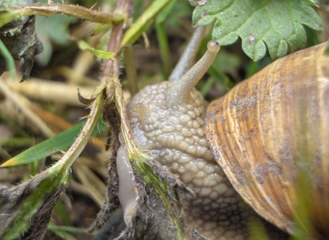 On the snail trail Here&#039;s another macro of a Burgundy snail (Helix pomatia), less extreme than the previous... Europe,Gastropod,Geotagged,Germany,Helix pomatia,Macro,Roman snail,Snail