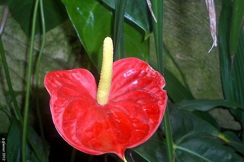 Anthurium - The Flamingo Flower The common name of this flower in German is "flamingo flower". It's an anthurium, very likely an Anthurium andraeanum. A. andraeanum,Anthurium,Anthurium Andraeanum,Araceae,Flower,Geotagged,Germany,Plant