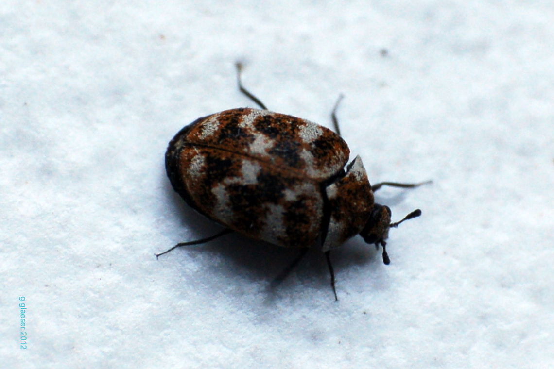 Varied carpet beetle - aka 8-bit-beetle This is another macro of the Varied carpet beetle (Anthrenus verbasci) - especially for Joost and Ludo... ;-) Anthrenus verbasci,Beetles,Europe,Geotagged,Germany,Varied carpet beetle,carpet beetle,insect,macro