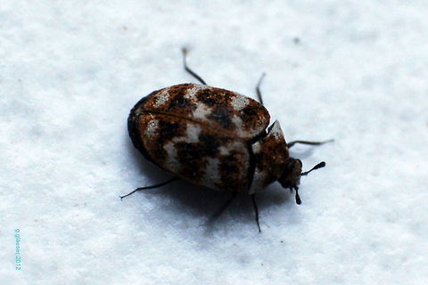 Varied carpet beetle - aka 8-bit-beetle This is another macro of the Varied carpet beetle (Anthrenus verbasci) - especially for Joost and Ludo... ;-) Anthrenus verbasci,Beetles,Europe,Geotagged,Germany,Varied carpet beetle,carpet beetle,insect,macro