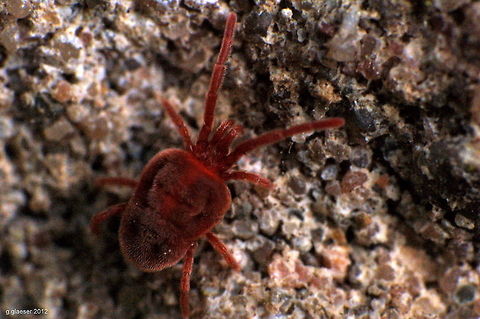 Little red crawler It's got eight legs, so it's gotta be some kind of arachnid... I found it under a stone in the garden, the body is about 3 to 4 mm in diameter. Europe,Geotagged,Germany,Macro,Trombicula autumnalis,arachnid