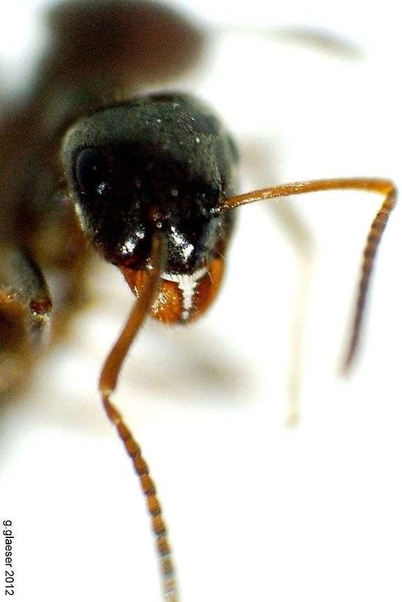 Kiss me good night... Doing flower macros, suddenly this ant came into focus. So I put the flowers aside and took some macros of the ant. Now, aren't these nice mandibles? <br />
As there are so many kinds of ants, I have no idea which precise specie this is - maybe you can find out!?<br />
 Arthropoda,Formicidae,Geotagged,Germany,Macro,ant,insect