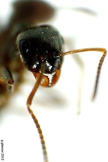 Kiss me good night... Doing flower macros, suddenly this ant came into focus. So I put the flowers aside and took some macros of the ant. Now, aren't these nice mandibles? 
As there are so many kinds of ants, I have no idea which precise specie this is - maybe you can find out!?
 Arthropoda,Formicidae,Geotagged,Germany,Macro,ant,insect