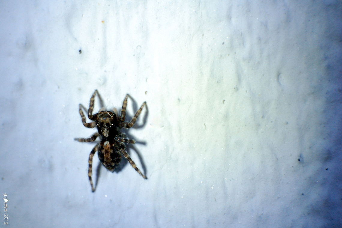 Scary monster Look at this spider! Doesn&#039;t it look like it has a skull tatooed on its back?<br />
It might be a Textrix denticulata, but I&#039;m far from certain... Aelurillus v-insignitus,Geotagged,Germany,Macro,Spider,arachnid