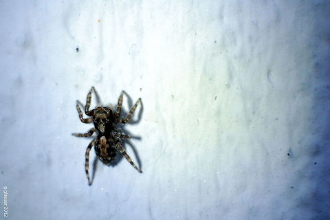 Scary monster Look at this spider! Doesn't it look like it has a skull tatooed on its back?
It might be a Textrix denticulata, but I'm far from certain... Aelurillus v-insignitus,Geotagged,Germany,Macro,Spider,arachnid