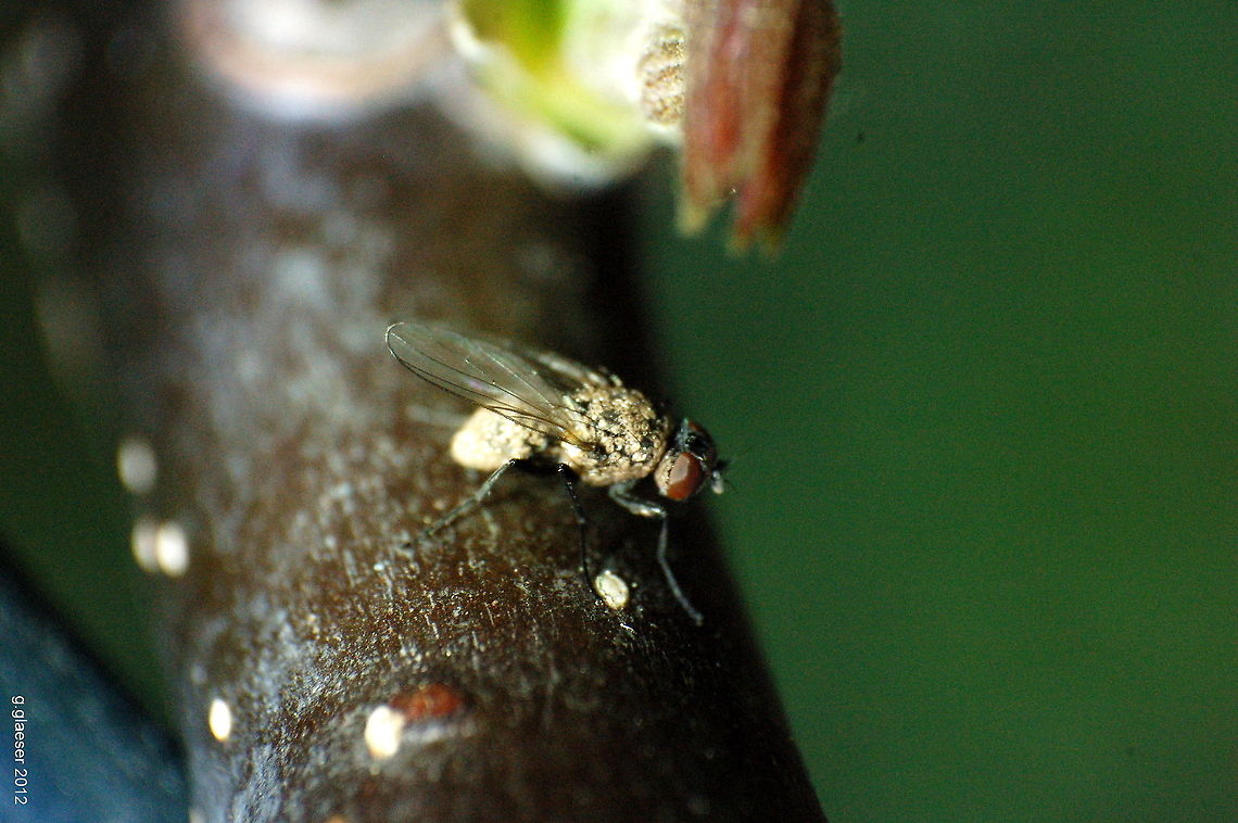 Hiding in a walnut tree This fly (very likely of the species Calliphora vicina) sat in the shade on a young walnut tree. Contrast and light were very poor, so I used the latest in macro photography high tech gear: A mini LED-torch... Brachycera,Calliphora vicina,Fly,Geotagged,Germany,Macro,insect