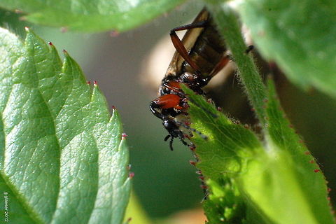 Bug on a rose bush I have no idea what kind of a bug this is, but the leaves definitely belong to a dog-rose (rosa canina)... Bibio,Bibionidae,Diptera,Geotagged,Germany,Nematocera,flora,insect,macro,rosa canina