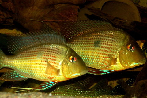 The ground-eater According to the Wikipedia, there are 24 species belonging to the genus geophagus in the family of cichlidae. Unfortunately I do not remember what specie this southern american geophagus exactly belongs to... Geotagged,Germany,cichlidae,fish,geophagus,perciformes