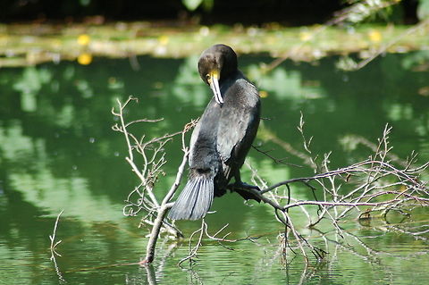 Great Cormorant I came across this great cormorant by a pond right in the middle of the city - what a surprise! The bird just sat there, cleaned its feathers and didn't mind much for people passing by.  Europe,Geotagged,Germany,Great Cormorant,Phalacrocorax carbo,bird,phalacrocoracidae