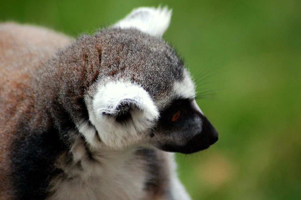 Katta close-up Another portrait of &quot;King Julien&quot;...<br />
Katta is the german name of the ring-tailed lemur (lemur catta). Geotagged,Germany,Lemur catta,Lemuridae,Primates,Ring-tailed lemur,lemur catta