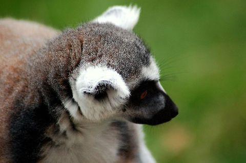 Katta close-up Another portrait of "King Julien"...
Katta is the german name of the ring-tailed lemur (lemur catta). Geotagged,Germany,Lemur catta,Lemuridae,Primates,Ring-tailed lemur,lemur catta