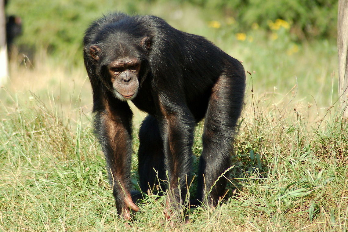Brother Chimp An adult chimpanzee looking for entertainment... Chimpanzee,Common chimpanzee,Geotagged,Germany,Hominidae,Mammals,Pan troglodytes,Primates