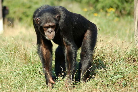 Brother Chimp An adult chimpanzee looking for entertainment... Chimpanzee,Common chimpanzee,Geotagged,Germany,Hominidae,Mammals,Pan troglodytes,Primates