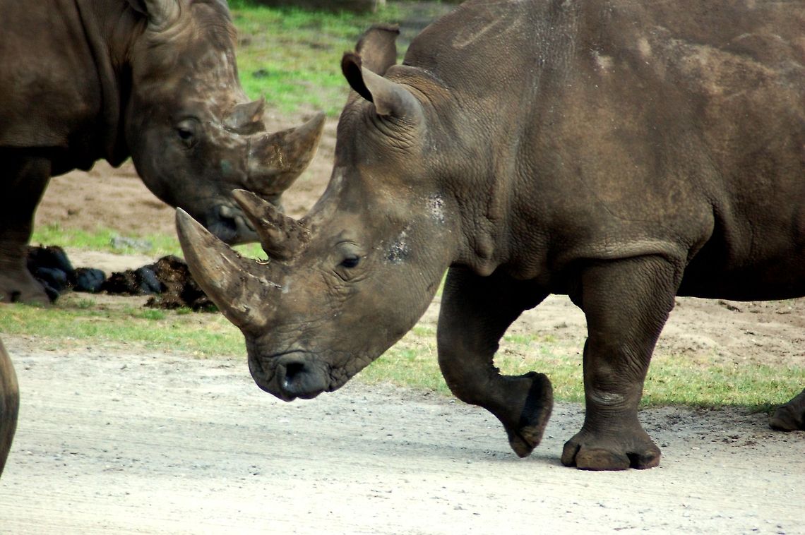 White rhinos on their afternoon walk Two white rhinos (Ceratotherium simum) in a park in northern Germany, where they also work on breeding rhinos in order to preserve the specie. Ceratotherium simum,Geotagged,Germany,Mammals,Perissodactyla,White Rhinoceros,White rhinoceros