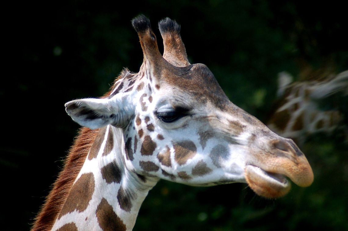 Portrait of a Somali Giraffe This is a close-up of a Somali or Reticulated Giraffe, originating from Kenia, Somalia and Ethiopia. This one was captured in a wildlife resort in Germany though... Artiodactyla,Geotagged,Germany,Giraffa camelopardalis,Giraffa camelopardalis reticulata,Giraffe,Mammals,Reticulated giraffe,Ruminantia