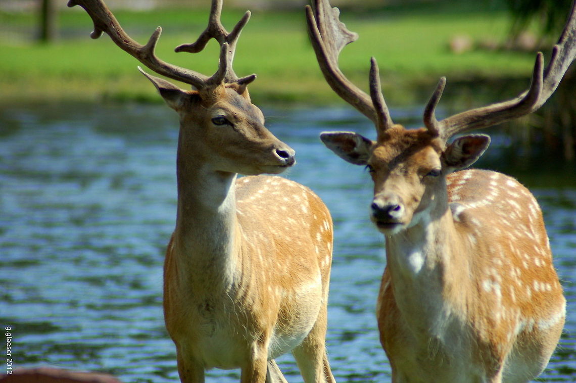 A Sunny Afternoon Two fallow deer bucks enjoying the sunny afternoon - and watching the tourists... Artiodactyla,Cervidae,Dama dama,Fallow Deer,Geotagged,Germany,Mammals,Ruminantia,fallow deer