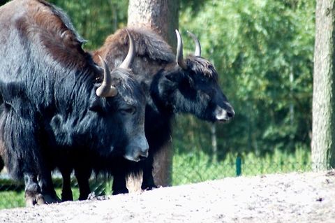 The Big Lazy These two yaks don't look too dangerous, but I wouldn't mess with them anyway! Bos grunniens,Bos mutus,Bovidae,Geotagged,Germany,Mammals,Ruminantia,Yak