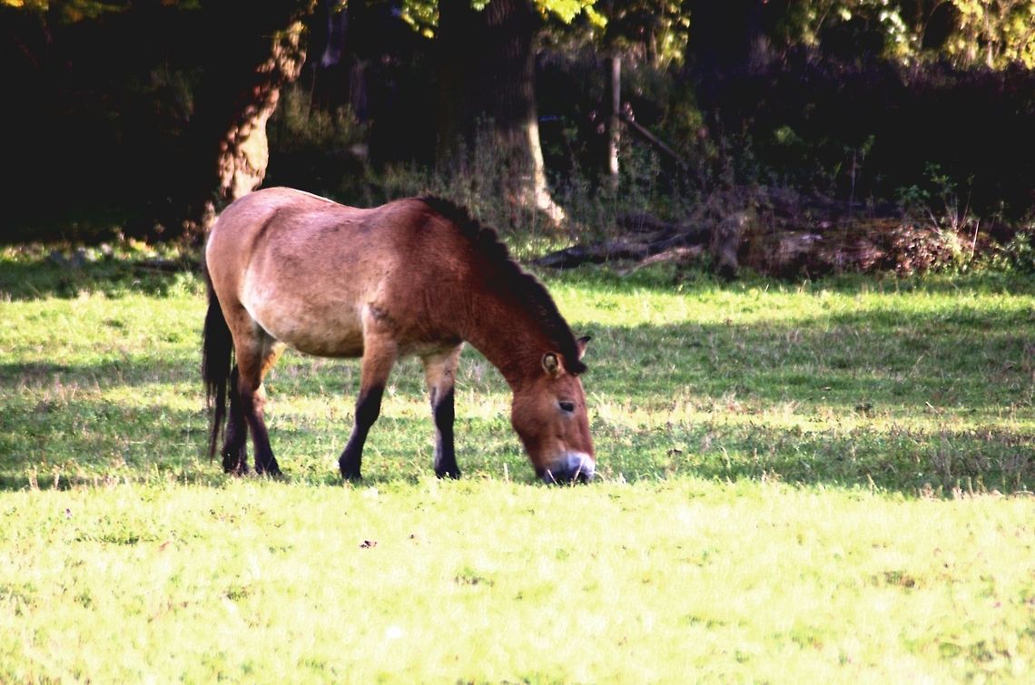 Przewalski's Horse This asian wild horse is supposed to be extincted in the wild since 1969. Fortunately, zoos and wildlife resorts have begun in time to breed Przewalski's horse, so it can still be seen today. Domestic horse,Equidae,Equus ferus,Equus ferus caballus,Equus ferus przewalskii,Geotagged,Germany,Mammals,Perissodactyla,Przewalski's Horse,Wild horse