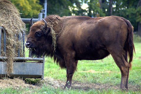 Wisent - The "european buffalo" The wisent is another species that only could survive in captivity and is dependent on systematic breeding to be preserved. Bison bonasus,Bovidae,European bison or wisent,Geotagged,Germany,Ruminantia,bison bonasus,wisent