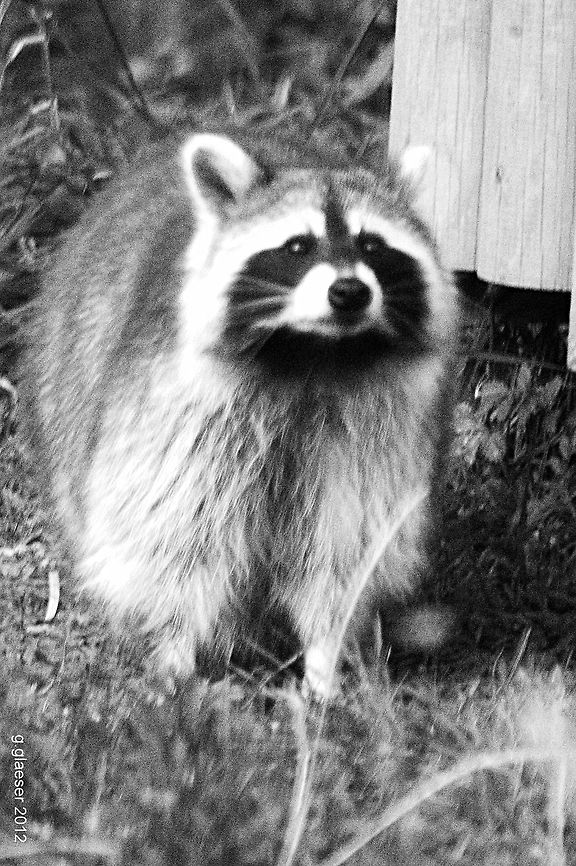 Rocky Racoon &quot;Well, yes, I&#039;m a predator, but I&#039;m really cuddly, am I not?&quot;<br />
Being highly adaptive, the racoon manages to succesfully enhance its habitat... Canoidea,Carnivora,Geotagged,Germany,Mammals,Procyon lotor,Procyonidae,Raccoon,Racoon
