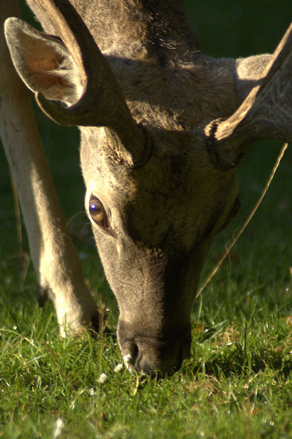 Fallow buck close-up Close-up of a fallow buck in the evening sun... Artiodactyla,Cervidae,Dama dama,Fallow Deer,Geotagged,Germany,Mammal,Ruminantia,dama dama,fallow deer