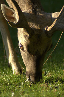 Fallow buck close-up Close-up of a fallow buck in the evening sun... Artiodactyla,Cervidae,Dama dama,Fallow Deer,Geotagged,Germany,Mammal,Ruminantia,dama dama,fallow deer