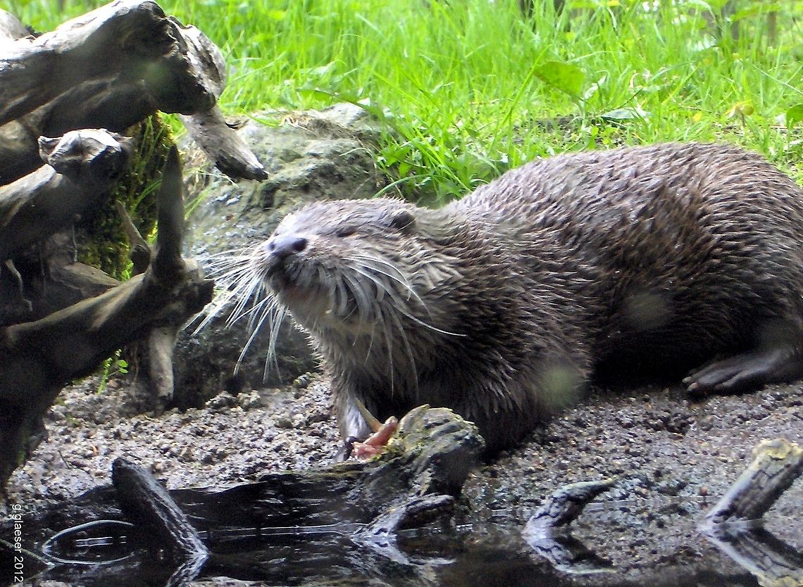 The European Otter The habitat of the European otter has been seriously narrowed down over the last decades. Meanwhile attempts are being made to save the remaining habitat so that otters might have an opportunity to survive in the wild...  Carnivora,European Otter,European otter,Lutra lutra,Mustelidae