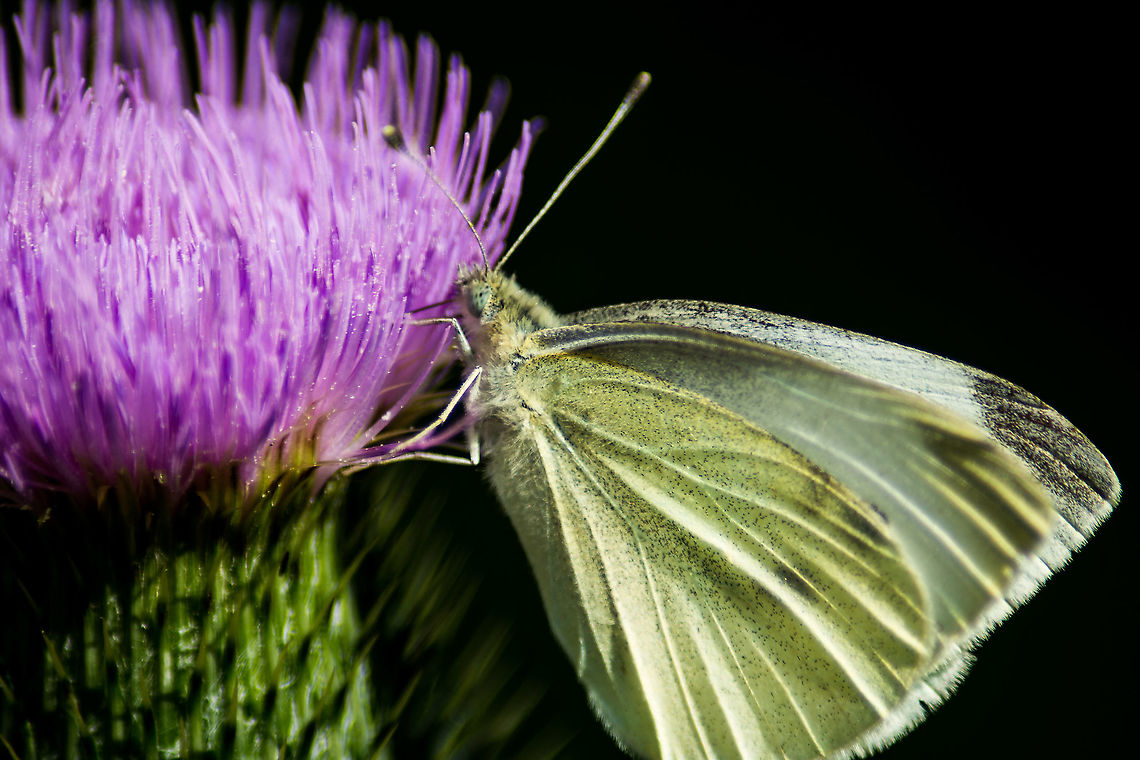 Large white, also known as "cabbage moth" Gro&szlig;er Kohlwei&szlig;ling <br />
(Pieris brassicae) Geotagged,Germany,Large white,Pieris brassicae,Summer,animals,butterfly,flowers,macro,natural light,nature,seasons,summer,thistle