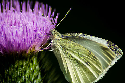 Large white, also known as "cabbage moth" Großer Kohlweißling 
(Pieris brassicae) Geotagged,Germany,Large white,Pieris brassicae,Summer,animals,butterfly,flowers,macro,natural light,nature,seasons,summer,thistle
