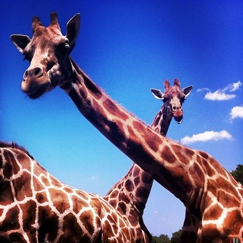 image  Giraffa camelopardalis,Giraffe