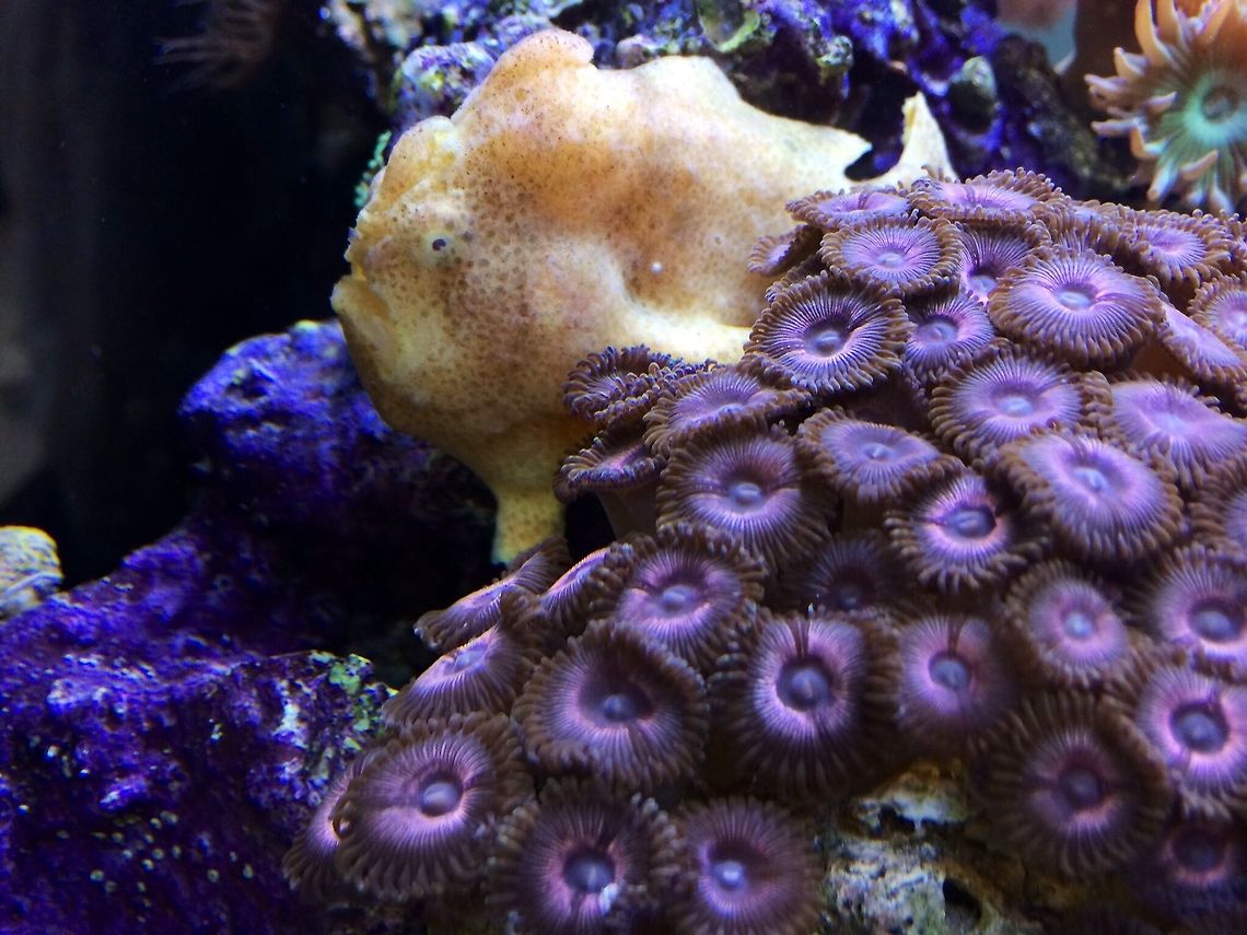 image  Antennarius maculatus,Warty frogfish