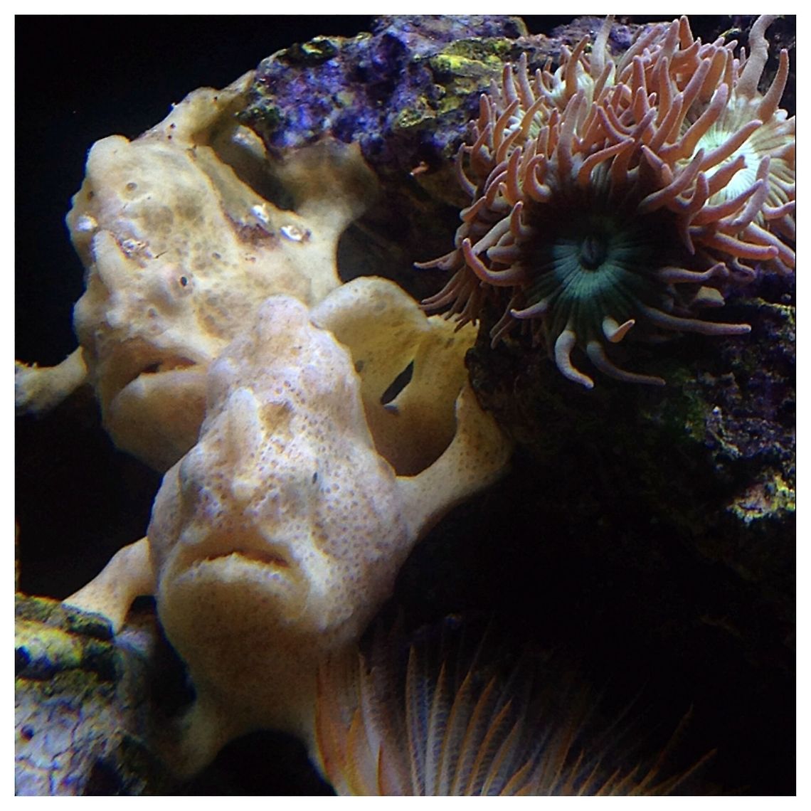 image  Antennarius maculatus,Warty frogfish