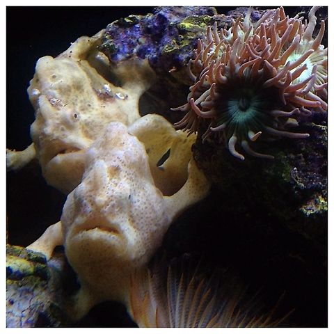image  Antennarius maculatus,Warty frogfish