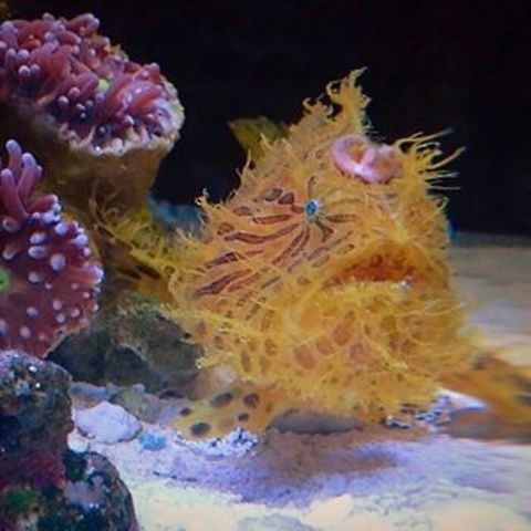 Hairy Frogfish Can eat a fish as big as they are! Antennarius maculatus,Antennarius striatus,Frog fish,Geotagged,Striated frogfish,United States,Warty frogfish
