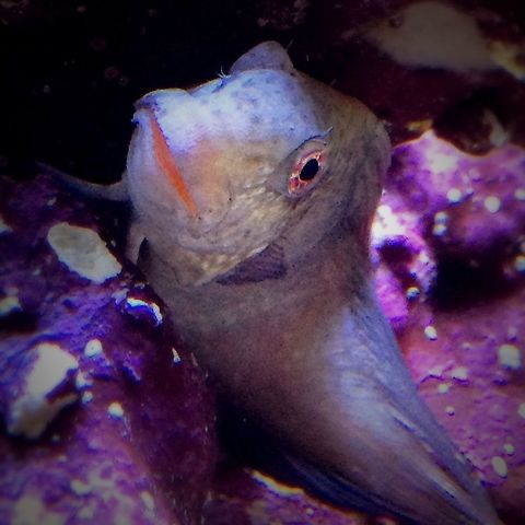image  Black-faced blenny,Tripterygion delaisi