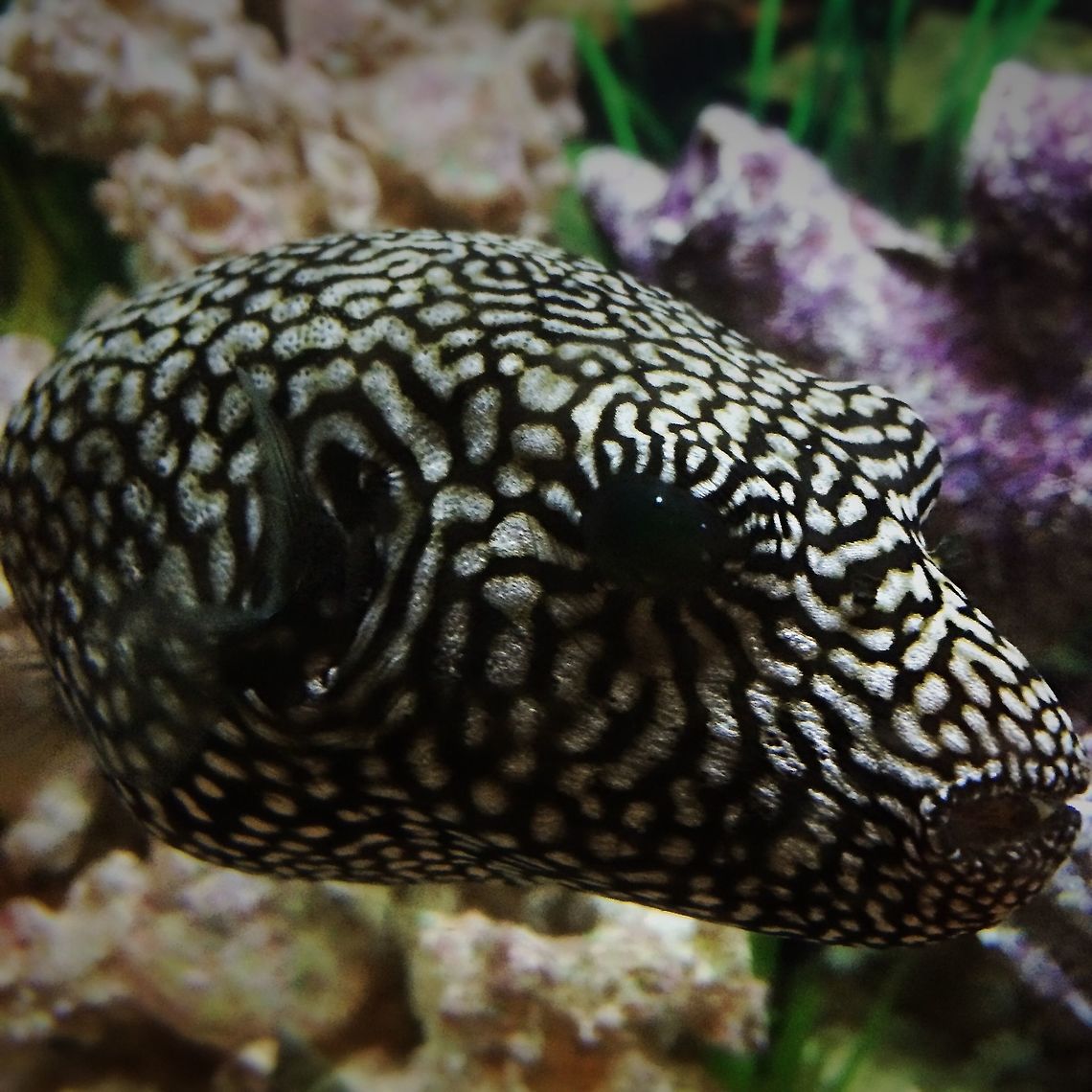 Map Puffer This salt water fish breaks open shellfish with its beak Arothron mappa,Map puffer