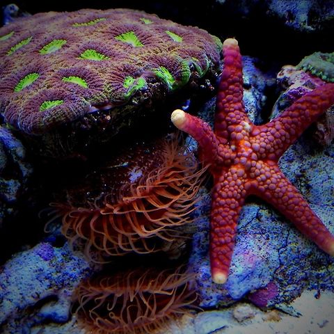 image  Protoreaster linckii,Red-knobbed Starfish