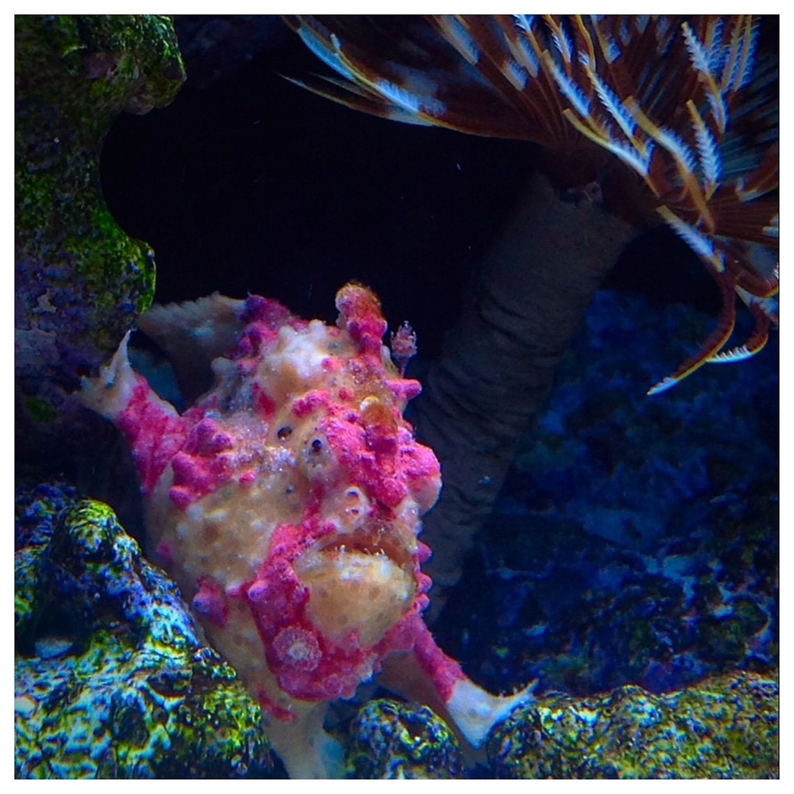 Hot Pink Wartskin Angler Ambush hunters that can eat a fish as big as it! Antennarius maculatus,Geotagged,Philippines,Warty frogfish