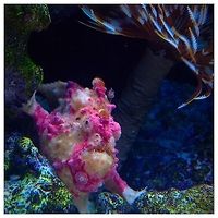 Hot Pink Wartskin Angler Ambush hunters that can eat a fish as big as it! Antennarius maculatus,Geotagged,Philippines,Warty frogfish