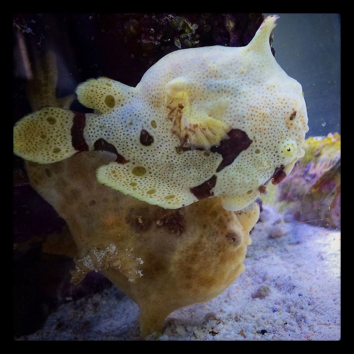 image  Antennarius maculatus,Warty frogfish