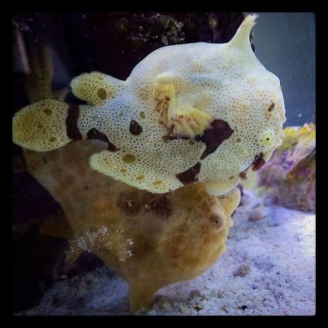 image  Antennarius maculatus,Warty frogfish