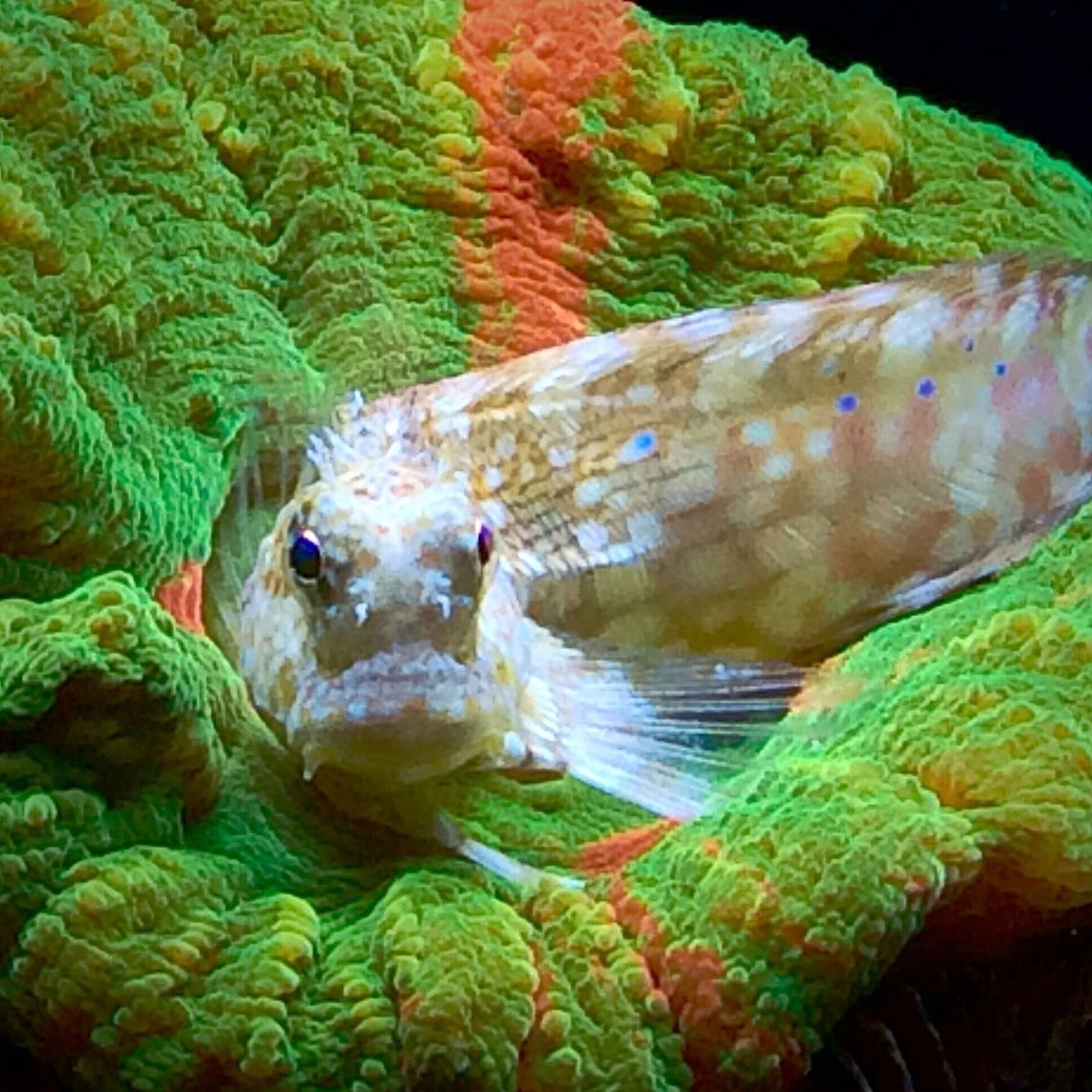 image  Peacock blenny,Salaria pavo