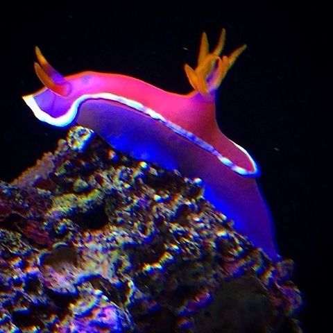 Nudibranch Peaceful, hot pink saltwater sea slug Geotagged,Hypselodoris bullockii,United States