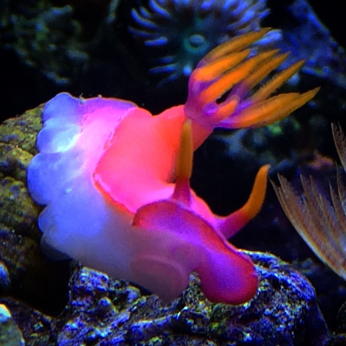 Nudibranch Hot pink sea slug Geotagged,Hypselodoris bullockii,United States
