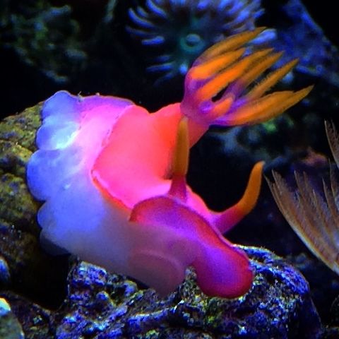 Nudibranch Hot pink sea slug Geotagged,Hypselodoris bullockii,United States