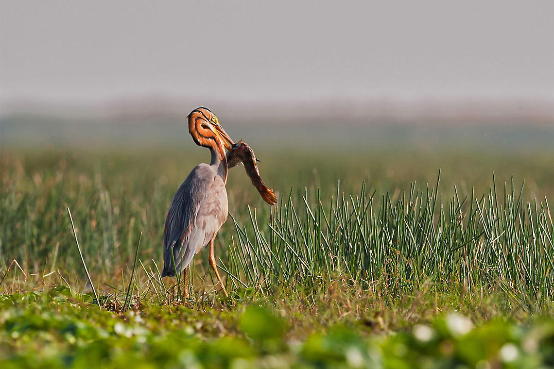 Purple Heron Catch A big fish was caught by this Purple Heron found at Mongla Jodi, Orissa, India. They are used to catch snake, fish etc. from wedded land. Sometimes, they are fighting each other to protect their territory for their daily food. Ardea purpurea,Purple Heron,Purple Heron catch